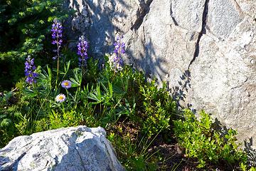 Lupine and purple aster