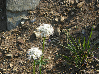 Flowers on Crystal Peak trail.