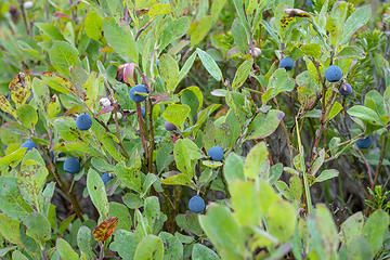 Berries were abundant