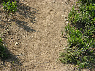 My footprints in the dust on Crystal Peak trail.