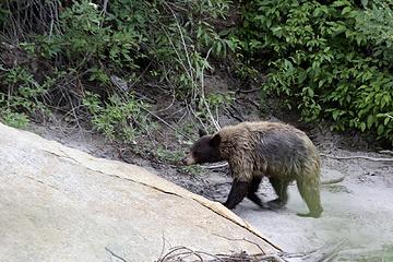 Juvenile Black bear, Rae Lakes Loop, Kings Canyon National Park