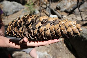 Sugar Pine cone, Kings Canyon National Park