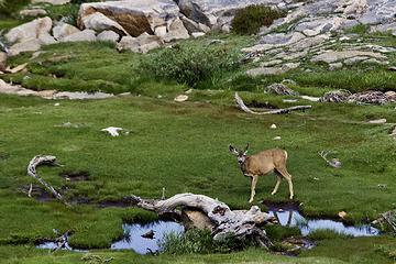 Mule deer doe, Middle Rae Lake, Kings Canyon National Park