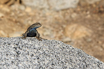 Lizard, Paradise Valley, Rae Lakes Loop, Kings Canyon National Park