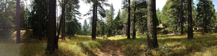 Forest pano