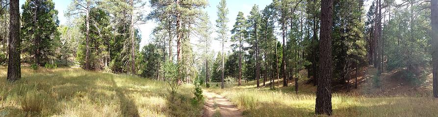 Forest pano