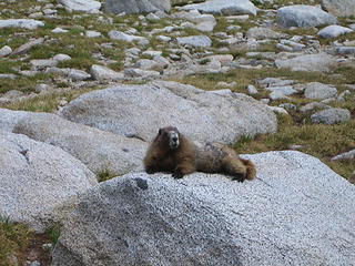 029 Moulting Marmot