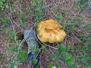 This wasn't even the biggest I saw. I assume king boletes.
