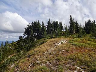 Dwarf conifers on the summit.