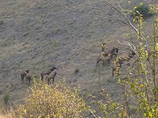 Herd of Elk. Lots of bugling going on.