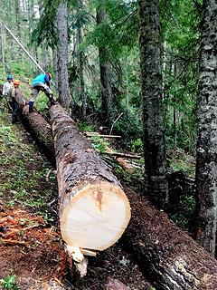 Marty at work; Joe's plan was that log could be pivoted to the right (Joe Hofbeck photo)