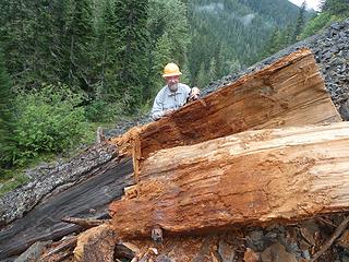 Big log getting smaller 1