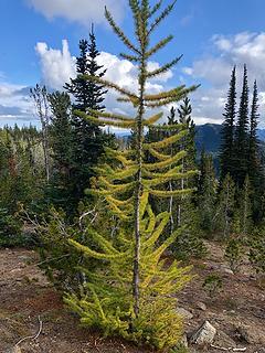 Larch on Icicle Ridge from the Hatchery Creek Trail 9/16/19
