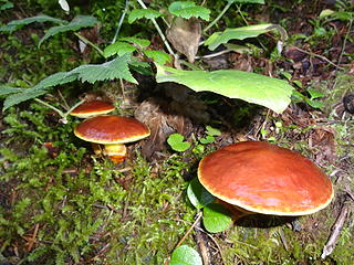 Some slimy shrooms near the trailhead.