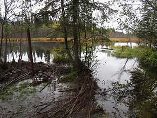 Beaver dam on left swamped dock on right