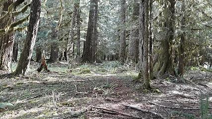 old growth Forest on South Fork Nooksack on PNT