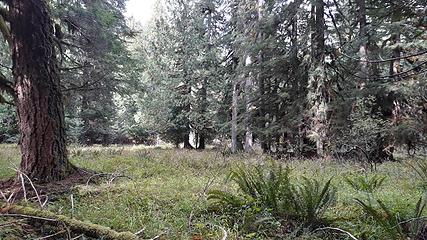 grazed by elk open wet meadow in old growth Forest on South Fork Nooksack on PNT