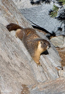 Climbing Marmot