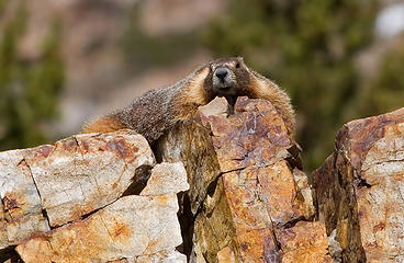 Lazy Marmot (is there any other kind?)