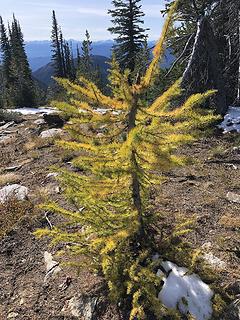 The Larch are almost in full bloom!