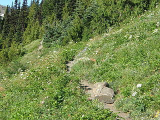 Marmot Pass trail through the flowers.