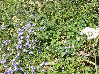Flowers on Marmot Pass trail.