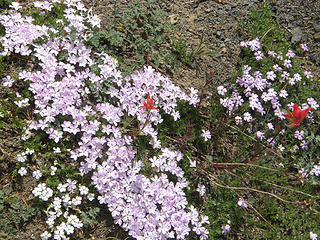 Phlox on Buckhorn. With some paintbrush thrown in.
