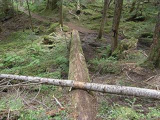 Log crossing to avoid mud on Marmot Pass trail near lower camp area.