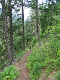 Steep forest trail up the slopes above Canyon Creek