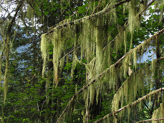 Lichen on trees