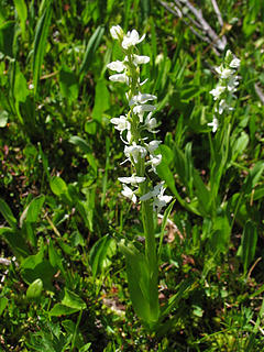 White bog orchid at Crater Lake