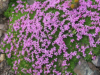 Moss campion in bloom