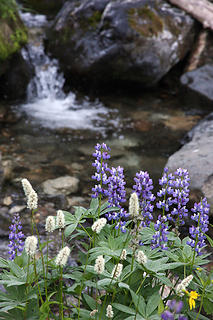Flowers and waterfall