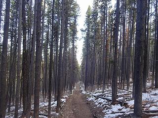 Mt Bonaparte Trail through the lodgepole pine forest.