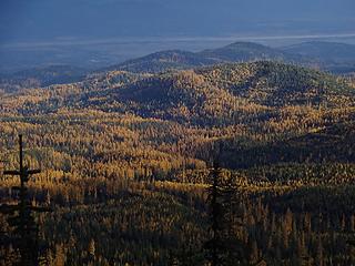 Tamaracks. The Pend Oreille River in the background.