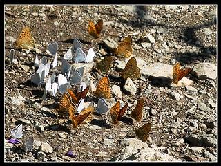Gang of Butterflies