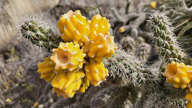 Have tasted these cholla fruit a few times. They look good but taste bad.