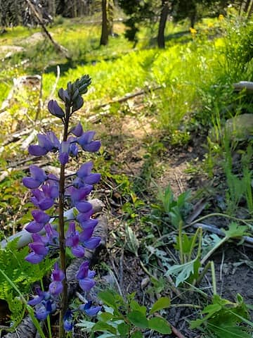 lupine! At least we had beautiful flowers to entertain us