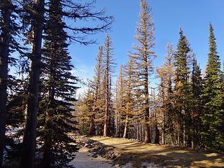 Large tamaracks at the trailhead for Mission Peak, 5868.'