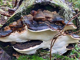 Huge fungus