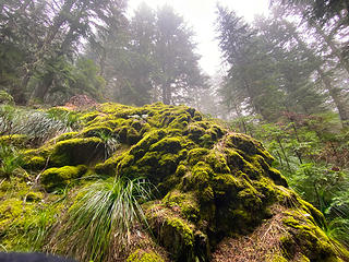 Mossy outcropping