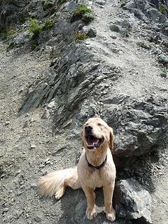 Happy dog at Stujack Pass!