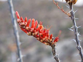 Buds on a spiky bush