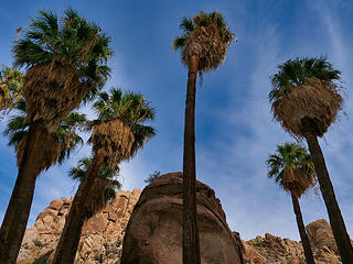 Lost Palms Oasis from below