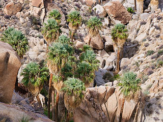 Lost Palms Oasis from above
