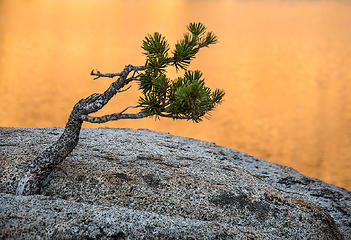 Small pine growing from rock at Sunrise Lake (at sunset)