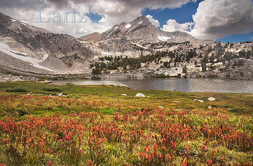 One final shot of the wildflower extravaganza in Hoover Wilderness
