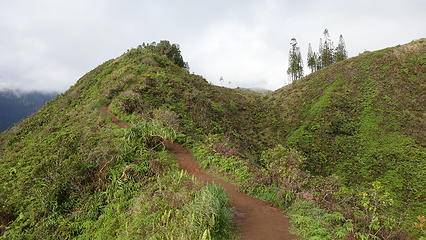 Waihee Ridge Trail