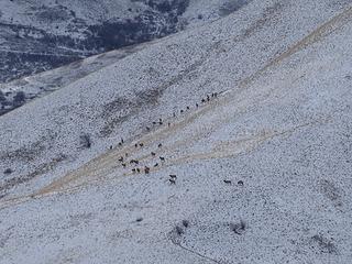 Several herds were in the area.