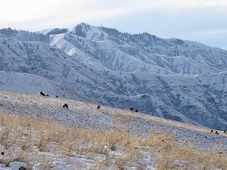 Elk and Mt Wilson.